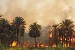 فلاحو ورقلة يشتكون من ظاهرة حرق النخيل واستبدالها بالاسمنت