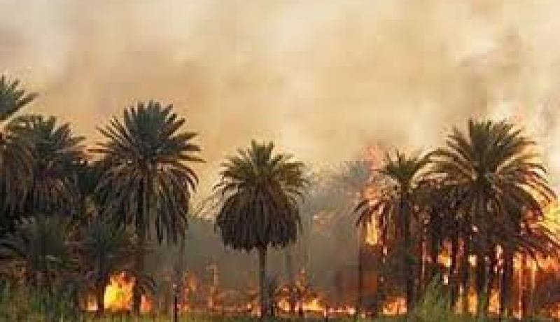 فلاحو ورقلة يشتكون من ظاهرة حرق النخيل واستبدالها بالاسمنت