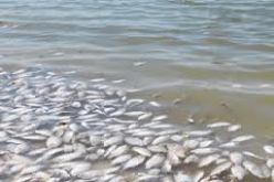 فتح تحقيق لمعرفة أسباب نفوق سمك البوري بوادي الداموس في تيبازة