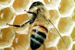مادة في سم النحل يمكنها التخفيف من آلام العضلات والكآبة والخرف