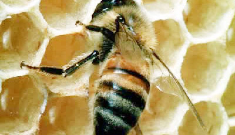 مادة في سم النحل يمكنها التخفيف من آلام العضلات والكآبة والخرف