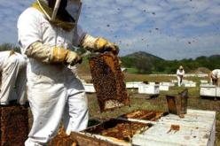 استفادة أكثر من 200 فلاح من خلايا وعتاد خاص بتربية النحل بباتنة  