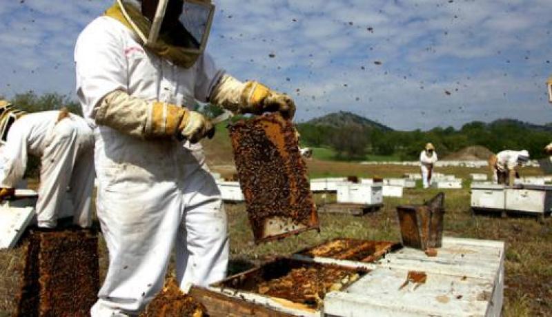 استفادة أكثر من 200 فلاح من خلايا وعتاد خاص بتربية النحل بباتنة