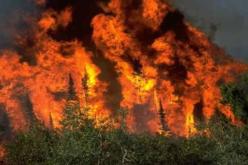 حرائق الغابات تأتي على أزيد من 430 هكتارا خلال الصيف في معسكر