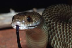 علماء صينيون ينجحون في تفقيس أفاعي نادرة