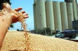 الديوان الجزائري المهني للحبوب محولي الحبوب الرافضين للتزود من مخزوناته