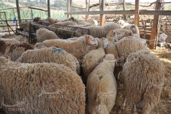 «بائعو الأضاحي في المدن الكبرى سماسرة والتكاليف الزائدة يتحمّلها المُضحّي»