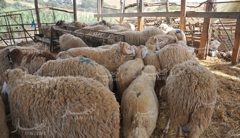 «بائعو الأضاحي في المدن الكبرى سماسرة والتكاليف الزائدة يتحمّلها المُضحّي»