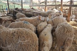 تعليمات للولاة لتحديد نقاط بيع “أضاحي العيد”