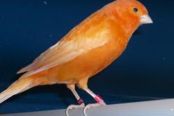 ‮'' ‬عصفور‮ '' ‬يقتل شابا ويدخل امرأة المستشفى في‮ ‬باتنة‮ ‬