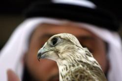 الحكومة تفرض شروطا صارمة لمنح رخص صيد الكواسر