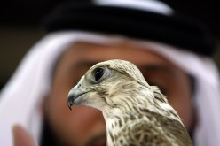 منع أمراء الخليج من الصيد في الجزائر