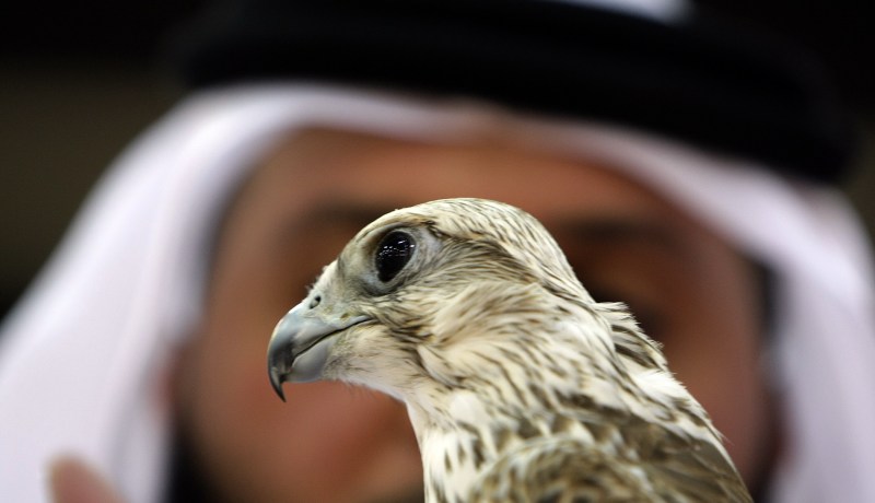 منع أمراء الخليج من الصيد في الجزائر