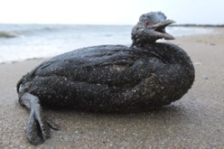 طائر يواجه الموت