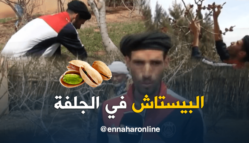 تجربة ناجحة لزراعة البيستاش في الجلفة