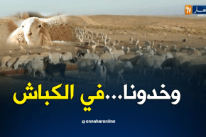 مجتمع: سرقة المواشي.. الموالين في حالة رعب..