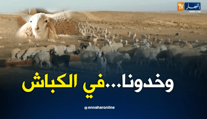 مجتمع: سرقة المواشي.. الموالين في حالة رعب..