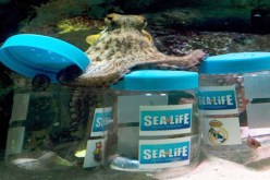 الأخطبوط‮ ‬ميسي ‬يتنبأ بفوز البارصا في ‬الكلاسيكو