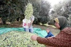 ذهبوا لجني الزيتون فهاجمتهم ذئاب جائعة في تيزي وزو