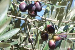 بوعزقي: “لدينا أزيد من 60 مليون شجرة زيتون مغروسة وتصدير زيته قريبا”