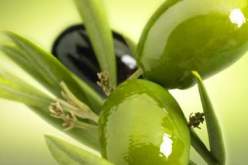 غراسه 40 ألف شجيرة زيتون و1.000 هكتار من التين الشوكي جنوب خنشلة