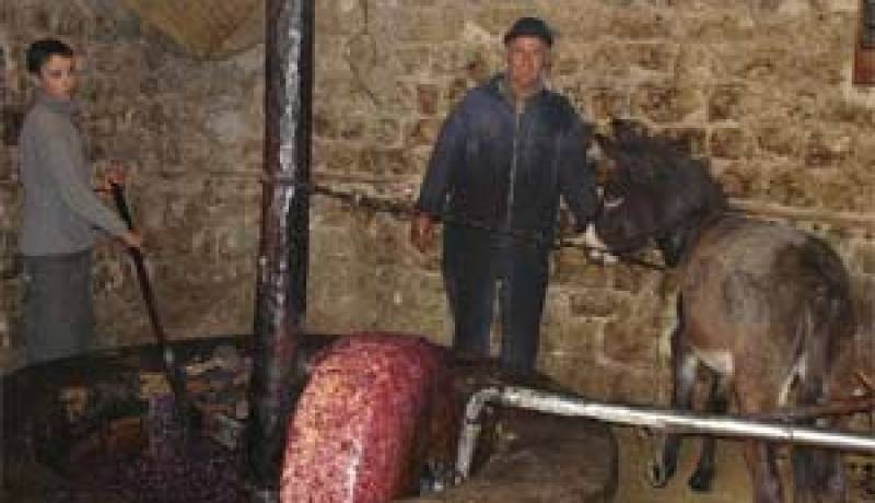 نتيجة العوامل الطبيعية غير المساعدة وقلة الدعم والماء…منتجو الزيتون يدقون ناقوس الخطر بمستغانم