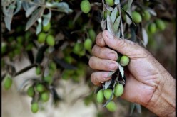 الفاو تكافح  بكتيريا أشجار الزيتون في شمال افريقيا والشرق الأوسط