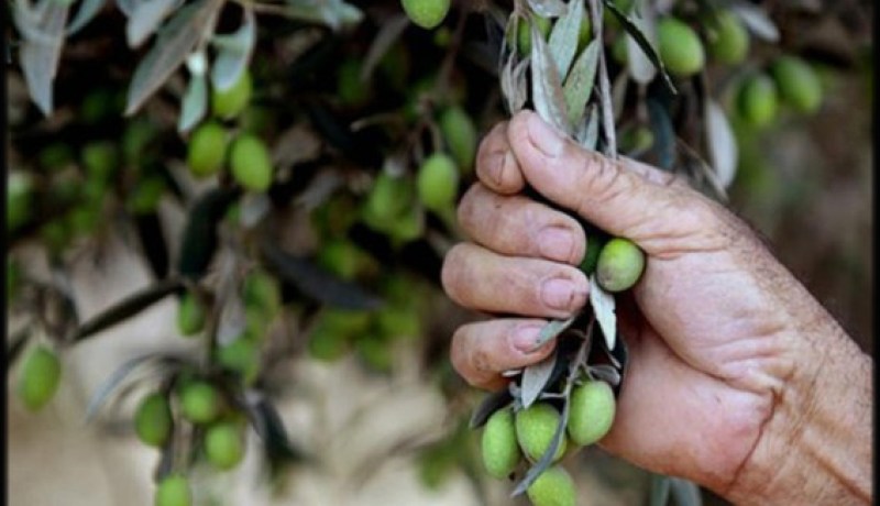 الفاو تكافح بكتيريا أشجار الزيتون في شمال افريقيا والشرق الأوسط