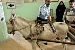 الغرب يعامل المسلمين كأشباه حيوانات