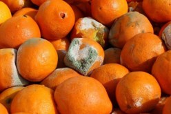 حجز قنطار و80 كلغ برتقال فاسد و64 علبة عصير منتهية الصلاحية تُقدم لأطفال المدارس بالوادي