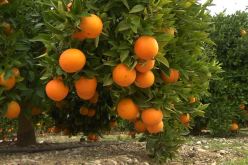 جني أكثر من 100 ألف قنطار من الحمضيات بتيزي وزو