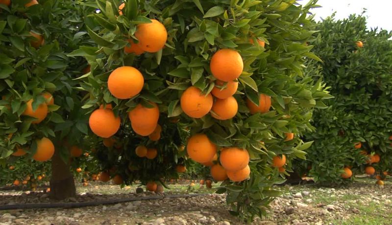 جني أكثر من 100 ألف قنطار من الحمضيات بتيزي وزو