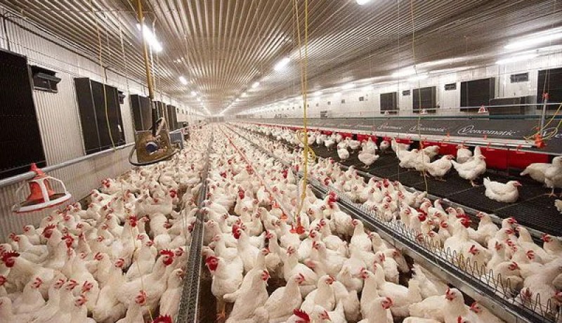 تنصيب المجلس الولائي المهني المشترك لفرع الدواجن