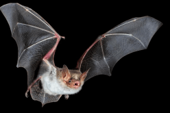 اكتشاف أحد أخطر الفيروسات في العالم بالهند