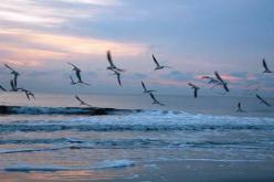 تقلص عدد الطيور المائية المهاجرة بالمناطق الرطبة لوهران بنسبة 50 بالمائة