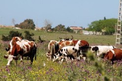 إصابة 71 شخصا  بالحمى المالطية بعد تناول حليب البقر