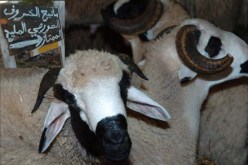 إطلاق حملة واسعة لتلقيح المواشي ضد مرض الحمى المالطية بالوادي