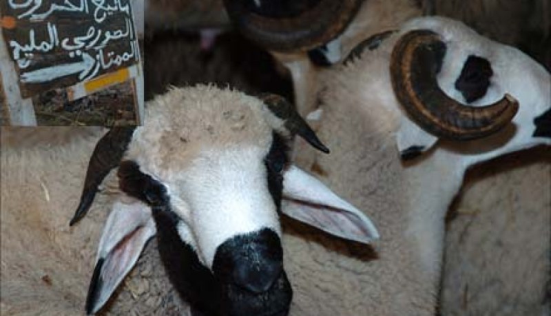 إطلاق حملة واسعة لتلقيح المواشي ضد مرض الحمى المالطية بالوادي