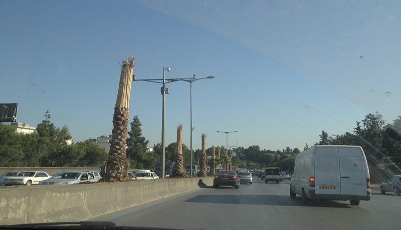 “10ملايير سنتيم كشطر أول لشراء أشجار تزيين مداخل العاصمة”