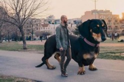 صورة الكلب فيفان التي أثارت تساؤلات رواد مواقع التواصل الإجتماعي