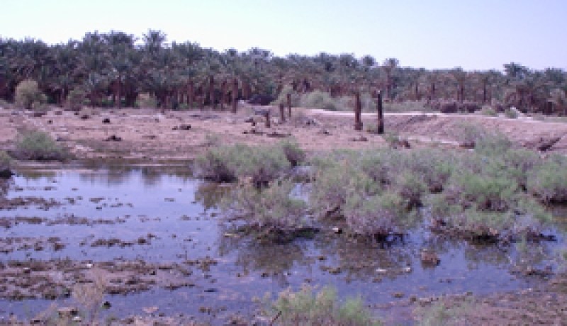 فلاحو تڤرت يستغيثون ويطالبون بتدخل السلطات المحلية : أكثر من 3600 نخلة تحتضر بالمڤارين