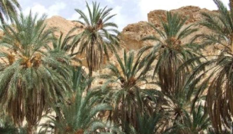 مير طلمين بأدرار يعتدي على فلاحين ويتلف تمورهم المعدة للتسويق
