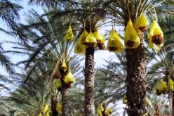 النفايات السامة أضرّت بمحصول التمور والفلاحون قلقون