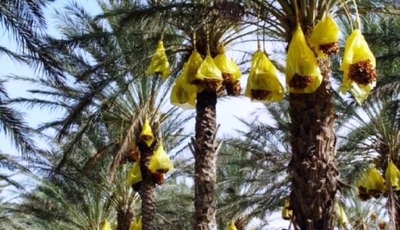 النفايات السامة أضرّت بمحصول التمور والفلاحون قلقون