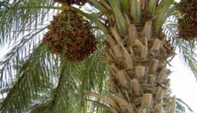 توقع إنتاج أكثر من 163 ألف قنطار من التمور بالنعامة