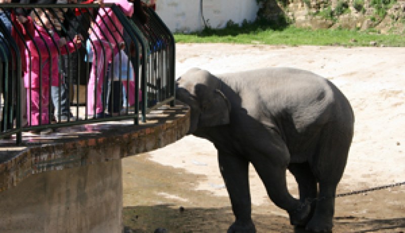 شروط جديدة لتربية أو بيع الحيوانات غير الأليفة في الجزائر…الحكومة تفرض على المستثمرين توفير سجلات مرقمة ومصادق عليها