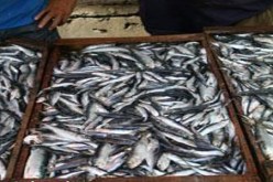 تعويض حوالي 5000 بحار خلال فترة الاستراحة البيولوجية ابتداء من  2012