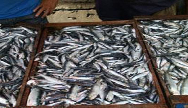 تعويض حوالي 5000 بحار خلال فترة الاستراحة البيولوجية ابتداء من  2012