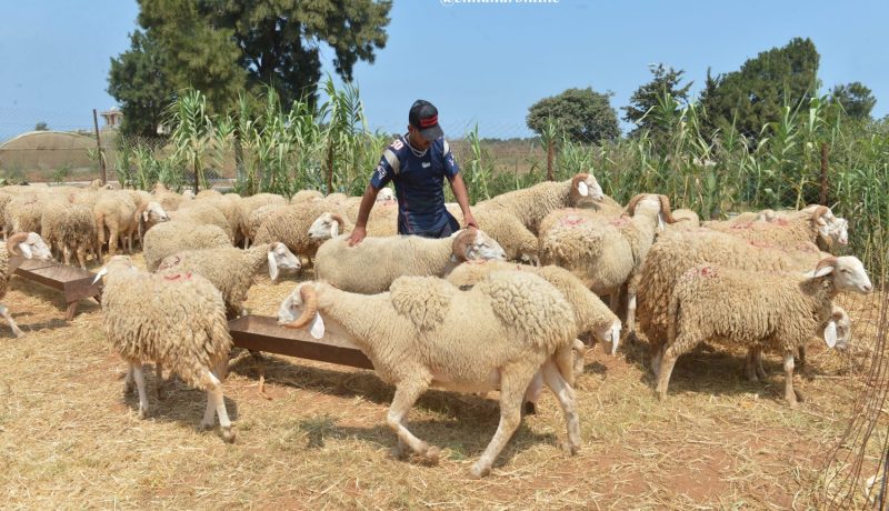 الأضاحي بـ28 ألف دينار..و« عيد يا ڤليل » !