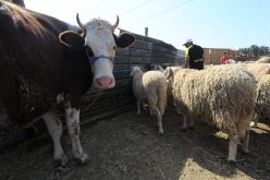 «البڤري» والماعز قِبلة «الزوالية».. والكباش لمن استطاع إليها سبيلا